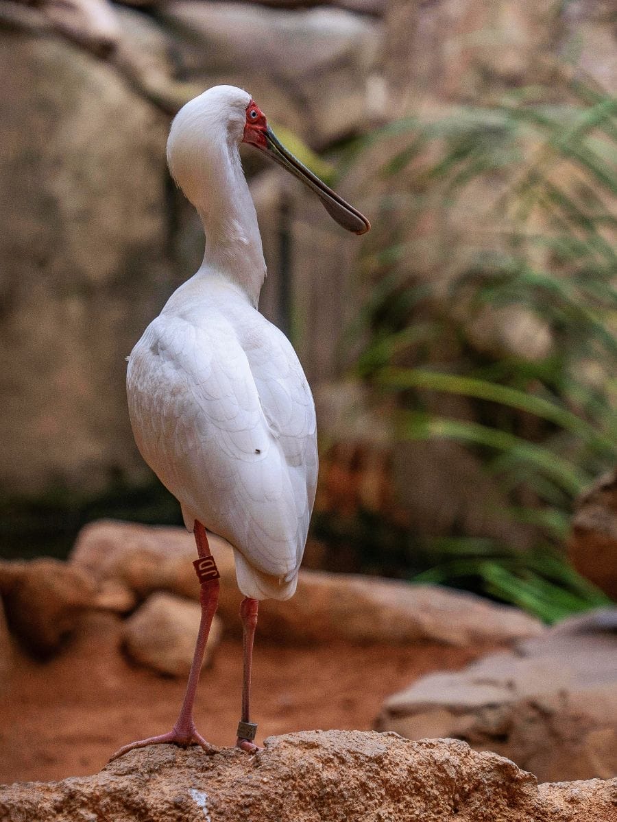 Bioparco de Rome : éthique et conservation des animaux